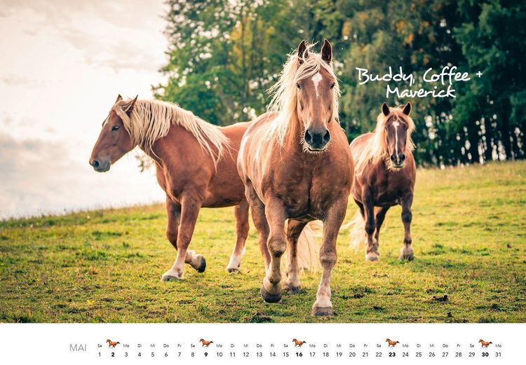 Produktbild: Pferde Kalender 2027 Wandkalender