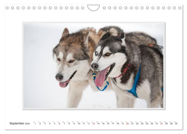 Produktbild: Emotionale Momente: The Art of Huskys. / CH-Version (Wandkalender 2026 DIN A4 quer), CALVENDO Monatskalender
