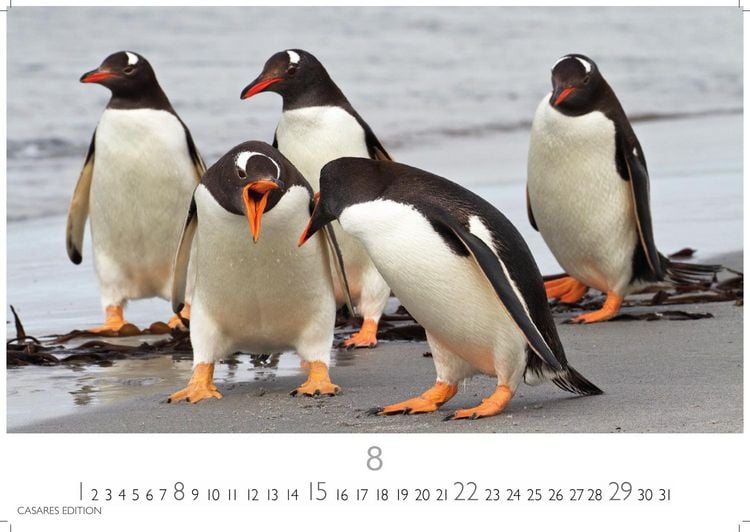 Produktbild: Pinguine Kalender 2027 &ndash; Wandkalender | Fotokalender Tierkalender 24x35cm | . mit niedlichen Pinguin-Motiven im antarktischen Lebensraum.