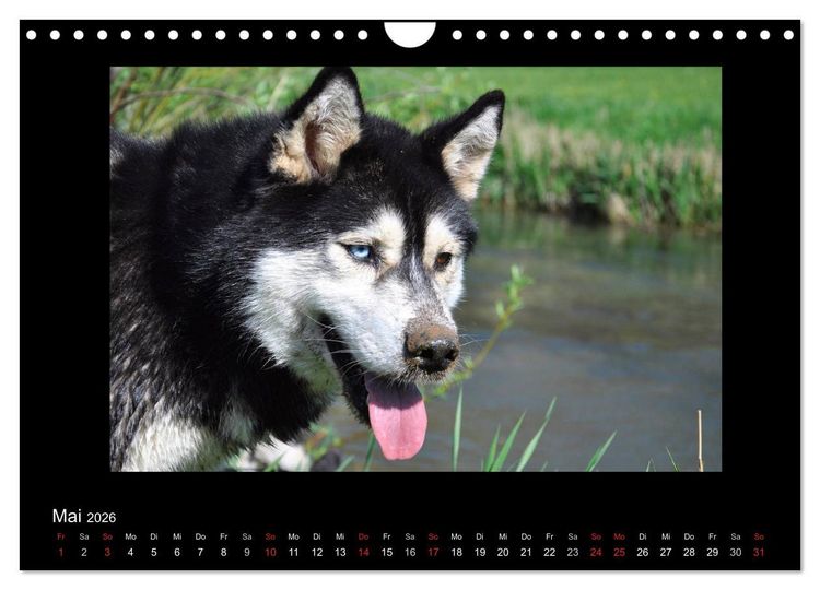 Produktbild: Husky-Kalender (Wandkalender 2026 DIN A4 quer), CALVENDO Monatskalender