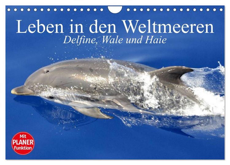 Produktbild: Leben in den Weltmeeren. Delfine, Wale und Haie (Wandkalender 2026 DIN A4 quer), CALVENDO Monatskalender