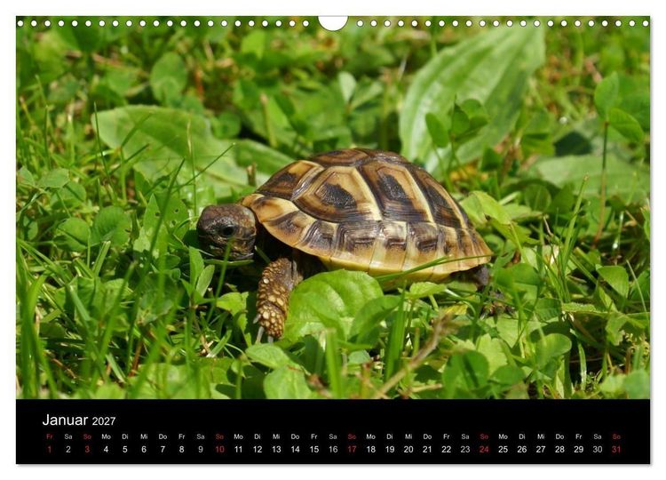 Produktbild: Die Welt der Haustiere (Wandkalender 2027 DIN A3 quer), CALVENDO Monatskalender