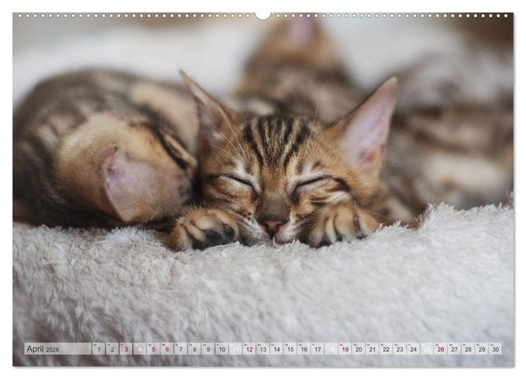 Produktbild: Wildes Wohnzimmer - Die Bengalkatze (Wandkalender 2026 DIN A2 quer), CALVENDO Monatskalender