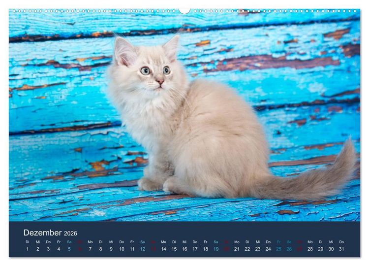 Produktbild: Verspielte Ragdolls - Sanfte Katzen in seidigem Haarkleid (Wandkalender 2026 DIN A2 quer), CALVENDO Monatskalender