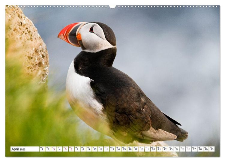 Produktbild: Puffins in Iceland (Wall Calendar 2026 DIN A2 landscape), CALVENDO 12 Month Wall Calendar