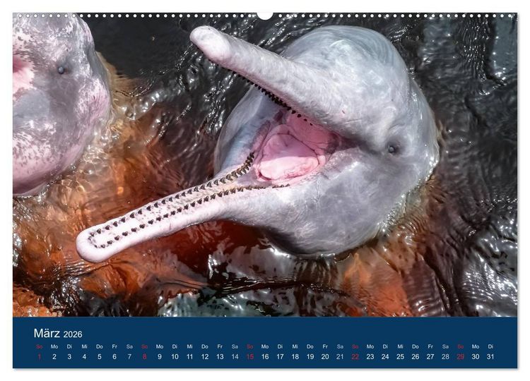 Produktbild: Brasilien tierisch gut 2026 (hochwertiger Premium Wandkalender 2026 DIN A2 quer), Kunstdruck in Hochglanz