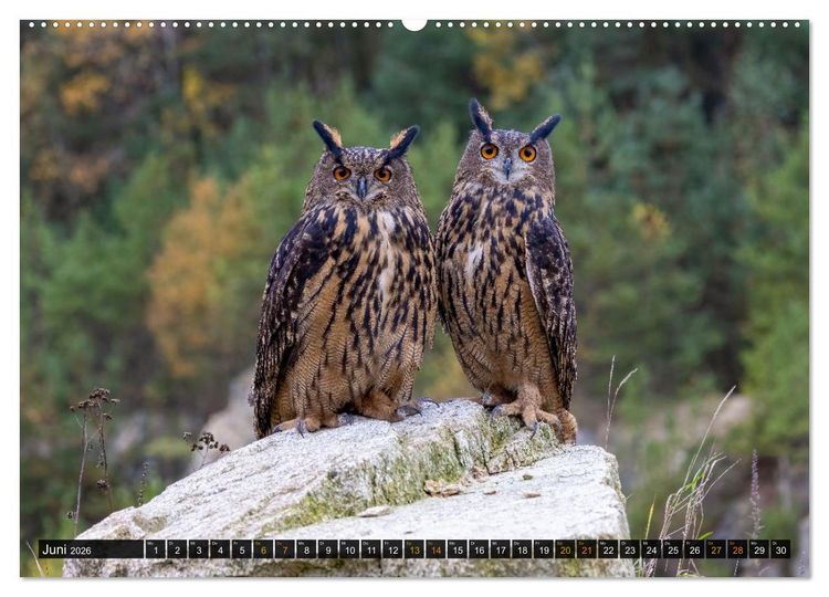 Produktbild: Eulen - Fl&uuml;gel der Nacht (hochwertiger Premium Wandkalender 2026 DIN A2 quer), Kunstdruck in Hochglanz
