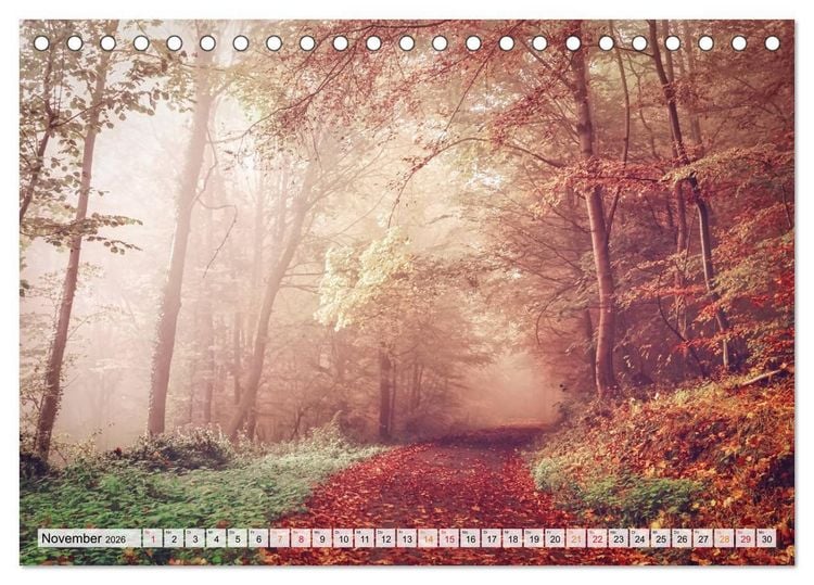 Produktbild: Wald - mystische Spazierg&auml;nge (Tischkalender 2026 DIN A5 quer), CALVENDO Monatskalender
