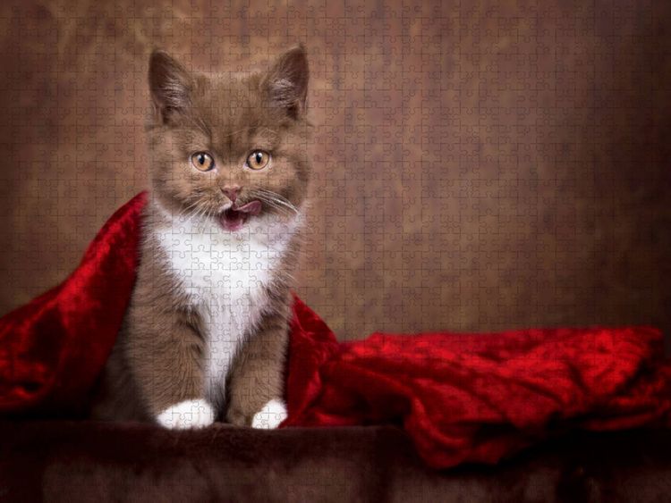 Produktbild: CALVENDO Puzzle Ein Motiv aus dem Kalender Kittens - Britisch Kurzhaar Katzenkinder | 1000 Teile Lege-Gr&ouml;&szlig;e 64x48cm Foto-Puzzle f&uuml;r gl&uuml;ckliche Stunden