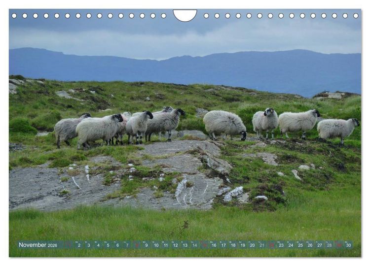 Produktbild: Schafe - soweit das Auge reicht (Wandkalender 2026 DIN A4 quer), CALVENDO Monatskalender