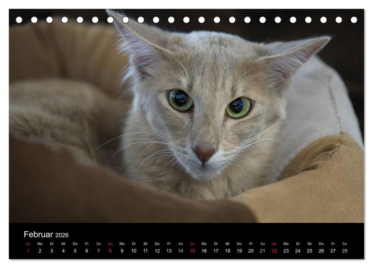 Produktbild: Orientalische Katzen (Tischkalender 2026 DIN A5 quer), CALVENDO Monatskalender