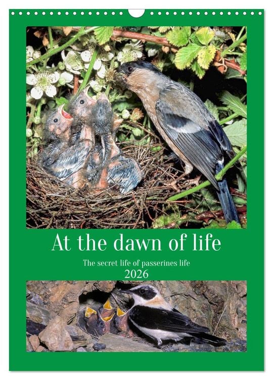 Produktbild: At the dawn of life the secret life of passerines (Wall Calendar 2026 DIN A3 portrait), CALVENDO 12 Month Wall Calendar