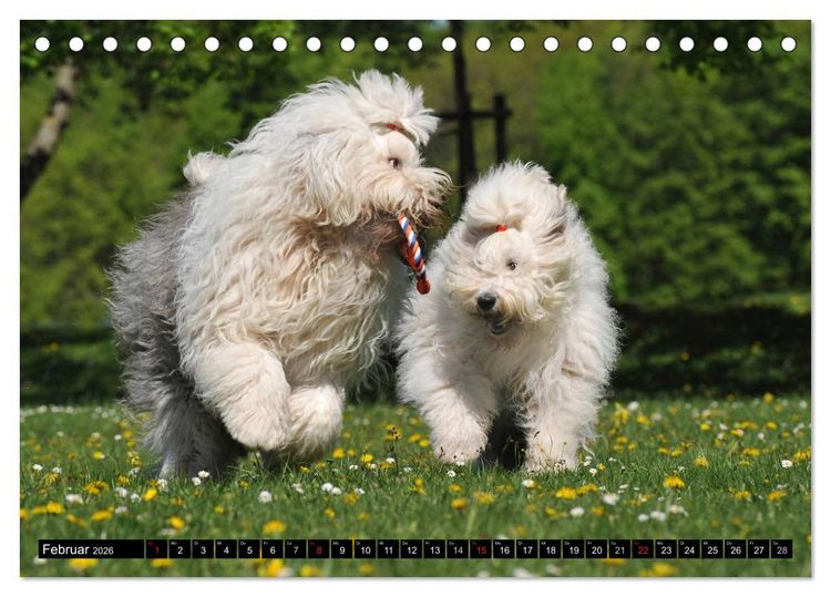 Produktbild: Traumhund Bobtail (Tischkalender 2026 DIN A5 quer), CALVENDO Monatskalender