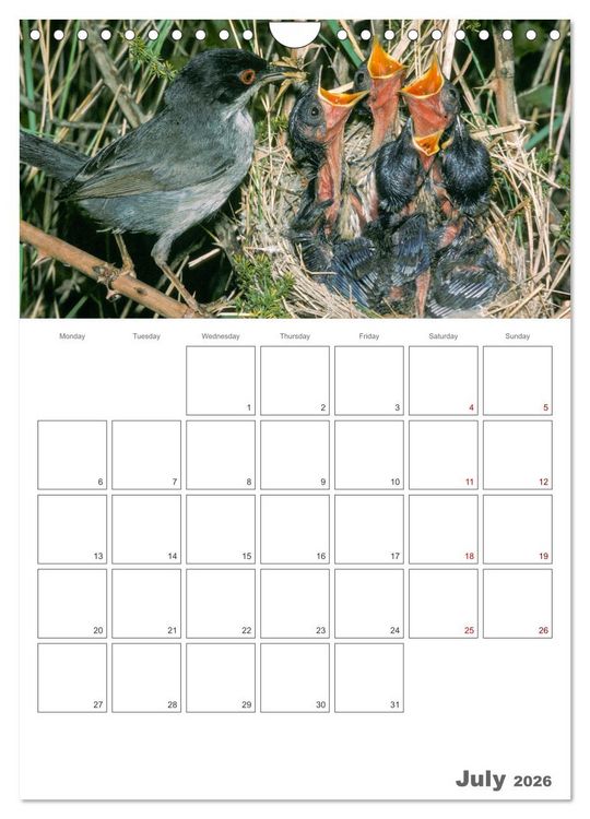 Produktbild: At the dawn of life the secret life of passerines (Wall Calendar 2026 DIN A4 portrait), CALVENDO 12 Month Wall Calendar