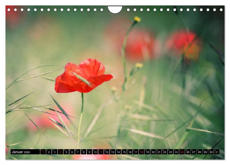 Produktbild: Mohnblumen (Wandkalender 2026 DIN A4 quer), CALVENDO Monatskalender