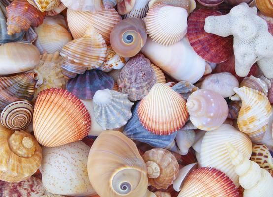 Produktbild: All the Shells 1000-Piece Jigsaw Puzzle