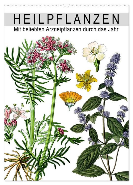 Produktbild: Heilpflanzen (Wandkalender 2026 DIN A2 hoch), CALVENDO Monatskalender