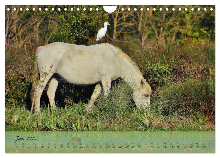 Produktbild: Wildes S&uuml;dfrankreich (Wandkalender 2026 DIN A4 quer), CALVENDO Monatskalender