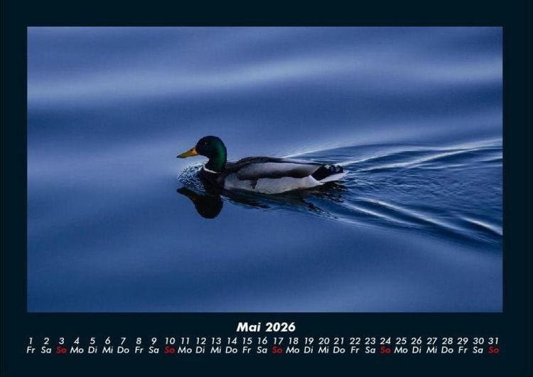 Produktbild: Enten 2026 Fotokalender DIN A4