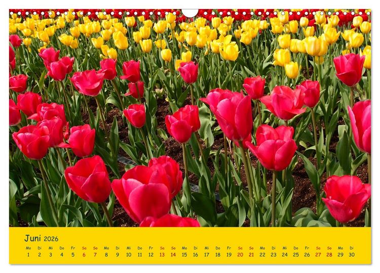 Produktbild: Tulpentraum (Wandkalender 2026 DIN A3 quer), CALVENDO Monatskalender