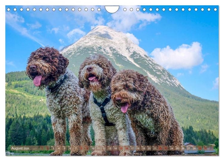 Produktbild: Lagotto Romagnolo Mountain Life (Wall Calendar 2026 DIN A4 landscape), CALVENDO 12 Month Wall Calendar