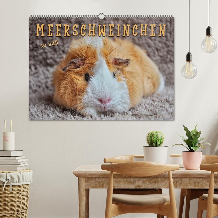 Produktbild: Meerschweinchen - so s&uuml;&szlig; (Wandkalender 2026 DIN A2 quer), CALVENDO Monatskalender