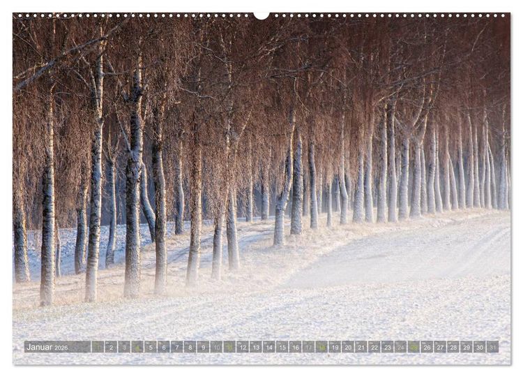 Produktbild: B&auml;ume (Wandkalender 2026 DIN A2 quer), CALVENDO Monatskalender