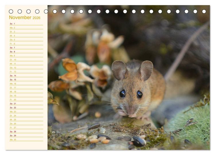 Produktbild: Gr&uuml;sse von der Maus! (Tischkalender 2026 DIN A5 quer), CALVENDO Monatskalender