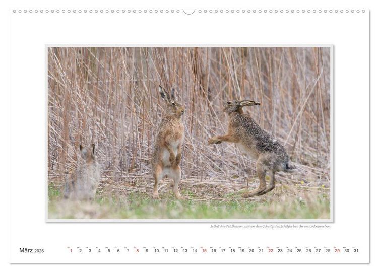 Produktbild: Neusiedler See / CH-Version (hochwertiger Premium Wandkalender 2026 DIN A2 quer), Kunstdruck in Hochglanz