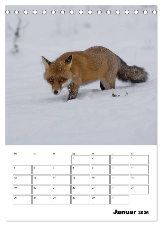 Produktbild: Rotfuchs - Impressionen (Tischkalender 2026 DIN A5 hoch), CALVENDO Monatskalender