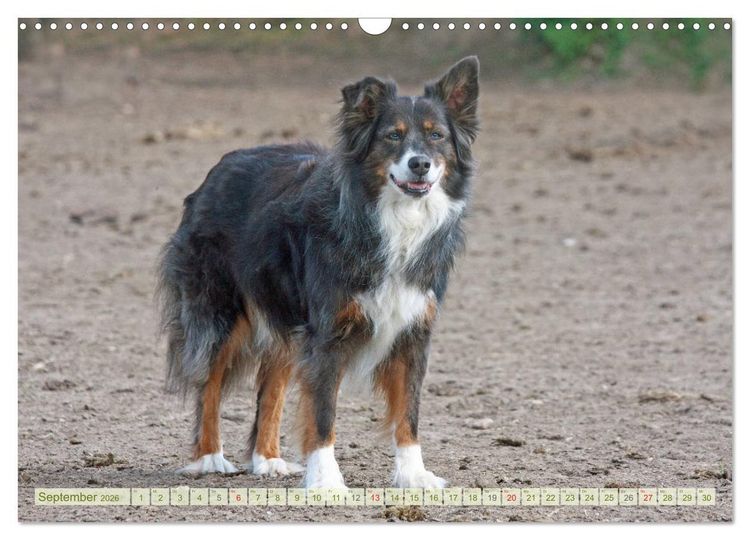 Produktbild: Australian Shepherd - H&uuml;tehunde mit Familienanschluss (Wandkalender 2026 DIN A3 quer), CALVENDO Monatskalender