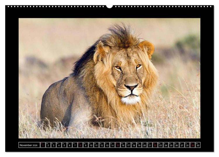 Produktbild: Afrikas Katzen (Wandkalender 2026 DIN A2 quer), CALVENDO Monatskalender