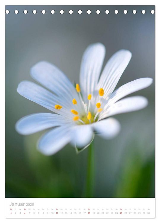 Produktbild: Wiesenblumen (Tischkalender 2026 DIN A5 hoch), CALVENDO Monatskalender