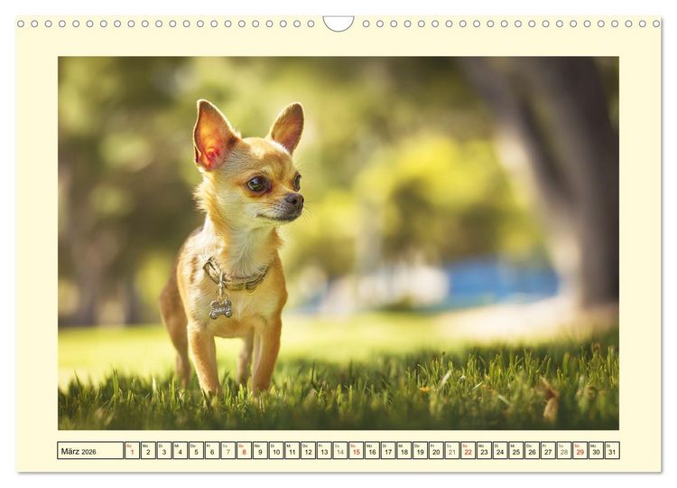 Produktbild: Reizende Chihuahuas. Winzige Hunde mit riesigem Ego und Grips (Wandkalender 2026 DIN A3 quer), CALVENDO Monatskalender