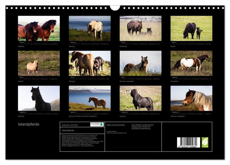 Produktbild: Islandpferde (Wandkalender 2026 DIN A3 quer), CALVENDO Monatskalender