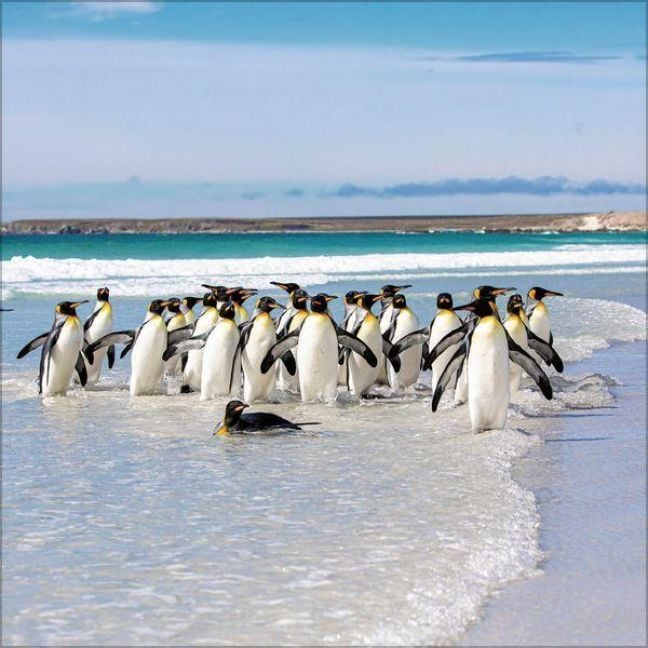 Produktbild: Pinguine 2027