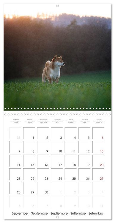 Produktbild: Little Samurais - The Shiba Inu (Wall Calendar 2026 12 &times; 12 Inch) CALVENDO 12 Month Wall Calendar