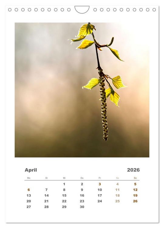 Produktbild: Minimalistisch, Gr&auml;ser, Bl&uuml;ten, Bl&auml;tter und Zweige im Fokus (Wandkalender 2026 DIN A4 hoch), CALVENDO Monatskalender