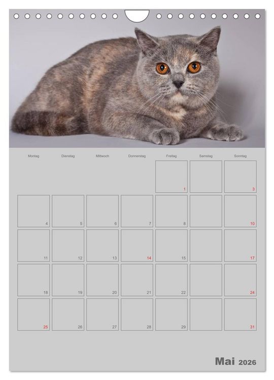 Produktbild: Britisch Kurzhaar Katzen - Planer (Wandkalender 2026 DIN A4 hoch), CALVENDO Monatskalender