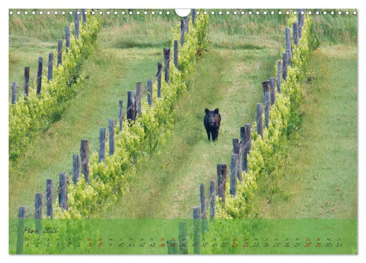 Produktbild: Wilde Toskana - von Ren&eacute; Schaack (Wandkalender 2026 DIN A3 quer), CALVENDO Monatskalender