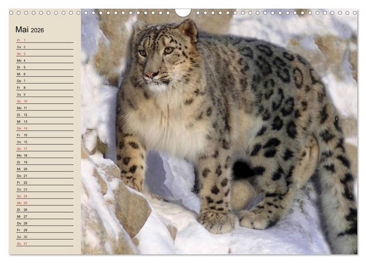 Produktbild: Schneeleoparden. Geschmeidige Gebirgsj&auml;ger (Wandkalender 2026 DIN A3 quer), CALVENDO Monatskalender