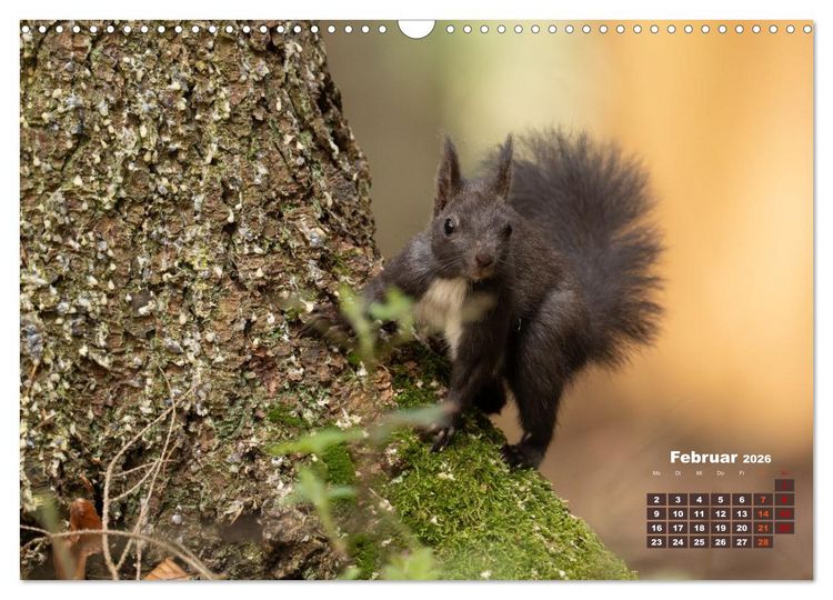 Produktbild: Das Eurasische Eichh&ouml;rnchen - Kunterbuntes Waldtreiben (Wandkalender 2026 DIN A3 quer), CALVENDO Monatskalender