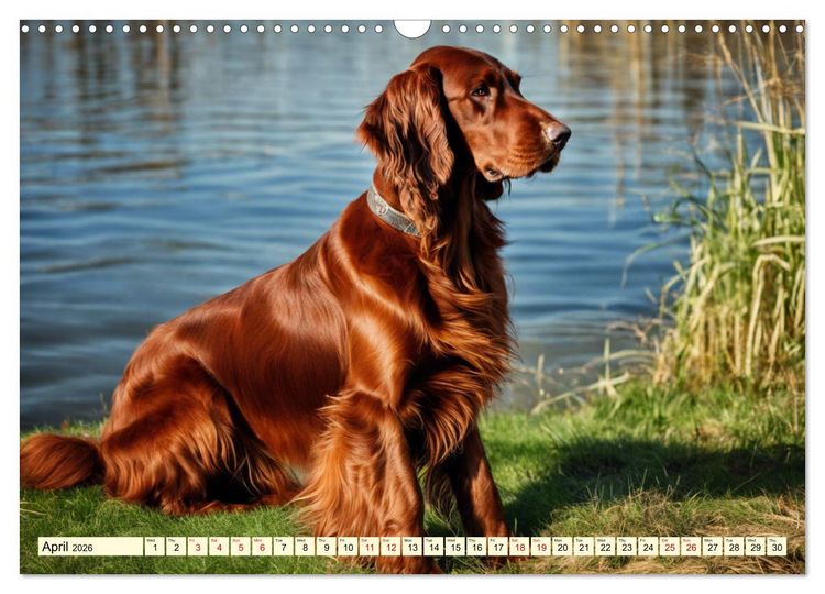 Produktbild: Irish Setter - pure grace (Wall Calendar 2026 DIN A3 landscape), CALVENDO 12 Month Wall Calendar