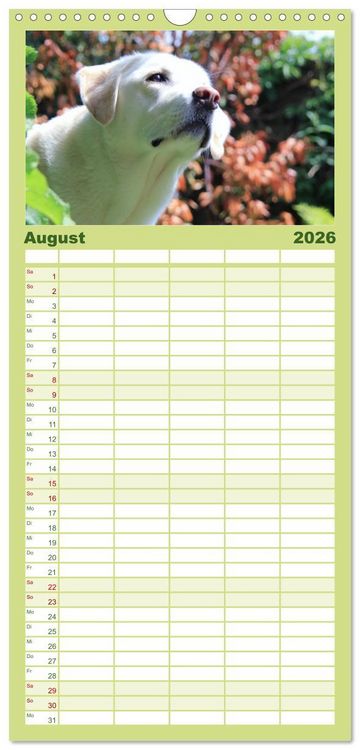 Produktbild: Familienplaner 2026 - Labrador Retriever 2026 mit 5 Spalten (Wandkalender, 21 x 45 cm) CALVENDO