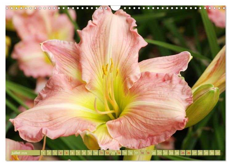 Produktbild: Lys d'un jour (Calendrier mural 2026 DIN A3 vertical), CALVENDO calendrier mensuel