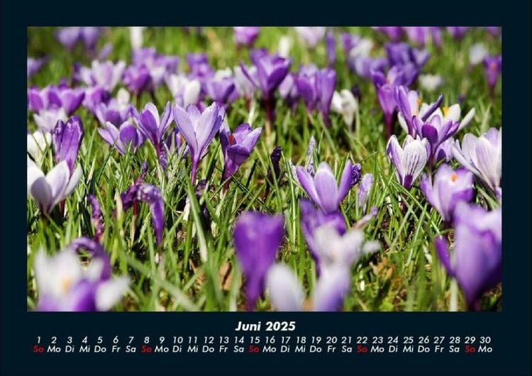 Produktbild: Blumenkalender 2025 Fotokalender DIN A4