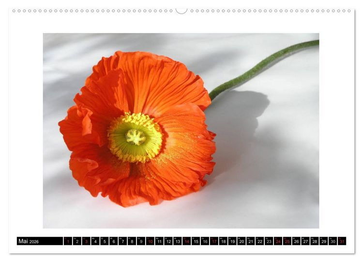 Produktbild: Mohn im Portr&auml;t (hochwertiger Premium Wandkalender 2026 DIN A2 quer), Kunstdruck in Hochglanz