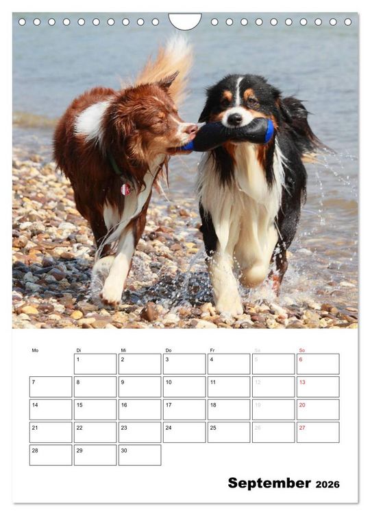 Produktbild: Australian Shepherd (Wandkalender 2026 DIN A4 hoch), CALVENDO Monatskalender