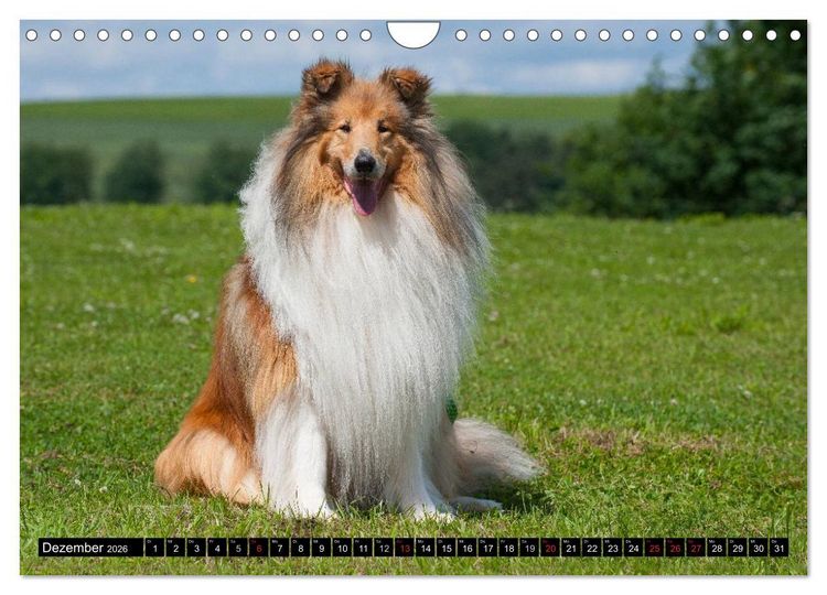 Produktbild: Collie - Mein bester Freund (Wandkalender 2026 DIN A4 quer), CALVENDO Monatskalender
