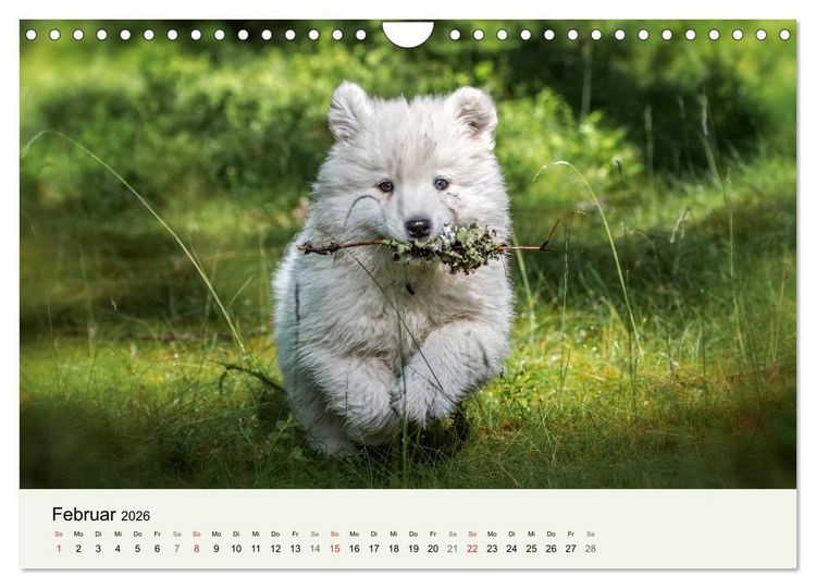 Produktbild: Kleine Samojeden - Eisb&auml;rchen Abenteuer im M&auml;rchenwald (Wandkalender 2026 DIN A4 quer), CALVENDO Monatskalender